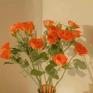 外国野外撒尿视频
